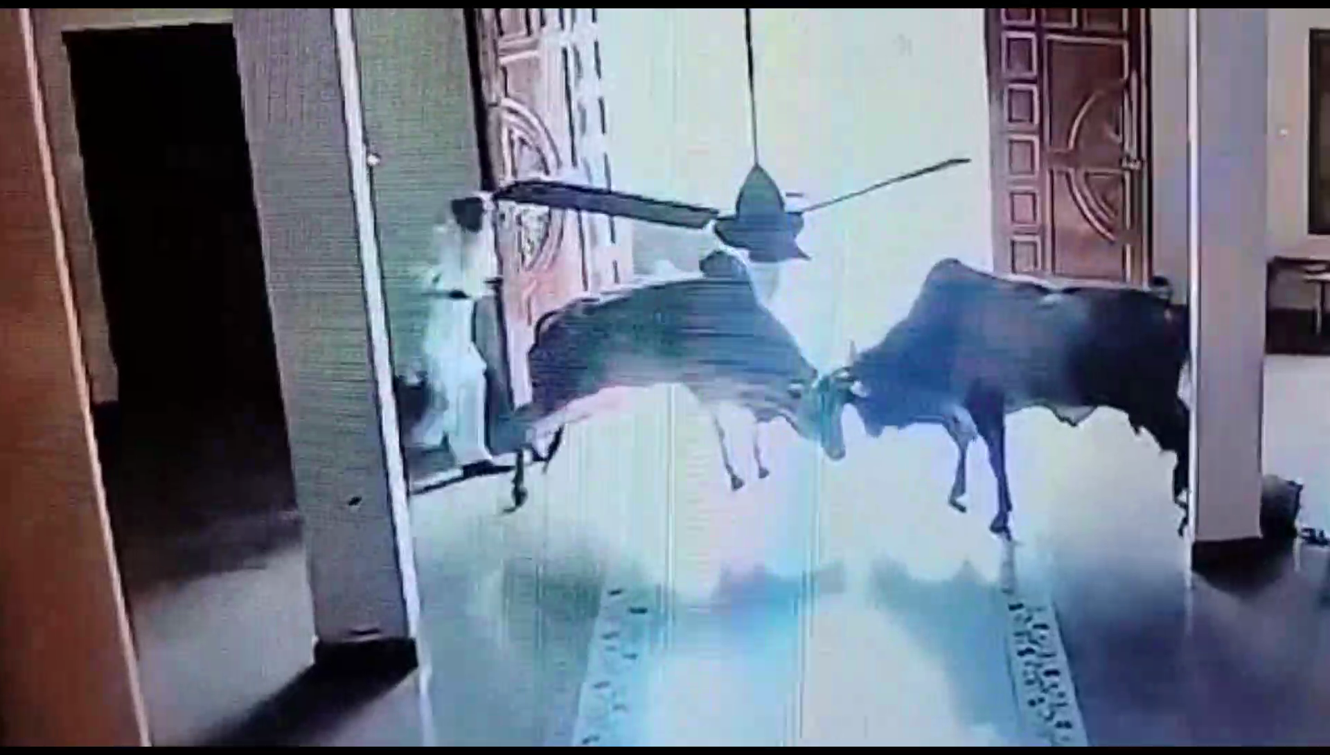 Haryana News Latest, आवारा गाय और सांड गोहाना में बने बड़ी समस्या, प्रशासन....