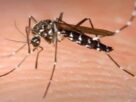 Dengu case, दादरी जिले में मारने लगा डेंगू का डंक,डाक्टरों ने लोगों से की सावधानी...